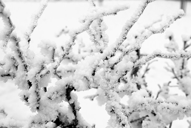 snow on a twig, cold, carraroe, galway, ireland